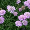 Scabiosa columbaria 'Pink Mist' - Bakkeknap 11 cm