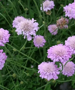 Scabiosa columbaria 'Pink Mist' - Bakkeknap 11 cm