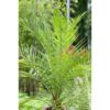 Phoenix Canariensis - Kanaripalme 35 cm