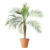 Phoenix roebelenii - Dvergdaddelpalme 34 cm