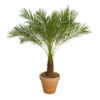 Phoenix roebelenii - Dvergdaddelpalme 27 cm