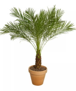 Phoenix roebelenii - Dvergdaddelpalme 27 cm