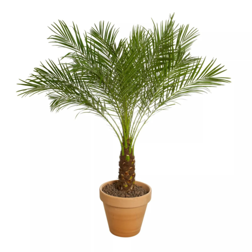 Phoenix roebelenii - Dvergdaddelpalme 27 cm