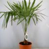 Trachycarpus - Vindmøllepalme 27 cm