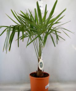 Trachycarpus - Vindmøllepalme 27 cm