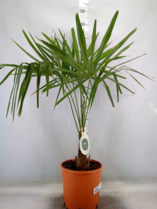 Trachycarpus - Vindmøllepalme 27 cm