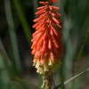 Kniphofia 'Flamenco' 11 cm