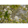Amelanchier alnifolia 'Alvdal' - Heggsøtmispel 17 cm