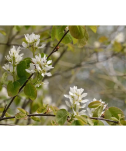 Amelanchier alnifolia 'Alvdal' - Heggsøtmispel 17 cm