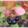Aronia melanocarpa 'Moskva' E - Svartsurbær 17 cm