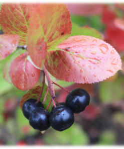 Aronia melanocarpa 'Moskva' E - Svartsurbær 17 cm