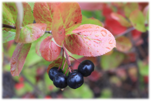 Aronia melanocarpa 'Moskva' E - Svartsurbær 17 cm