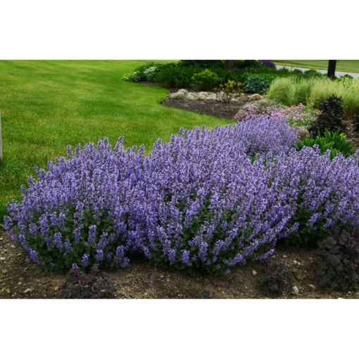 Nepeta 19 cm