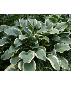 Hosta - Bladlilje 17 cm
