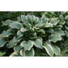 Hosta 'Queen Josephine' - Bladlilje 11 cm
