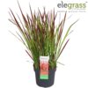 Imperata 'Red Baron' - Japanske Blodgress 19 cm
