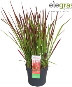 Imperata 'Red Baron' - Japanske Blodgress 19 cm