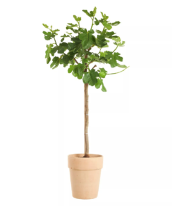 Ficus Carica - Fiken oppstammet 26 cm