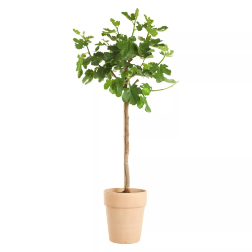 Ficus Carica - Fiken oppstammet 26 cm