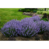 Nepeta 30 cm