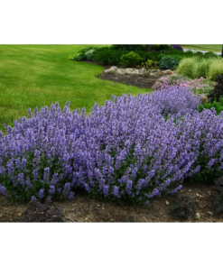 Nepeta 30 cm