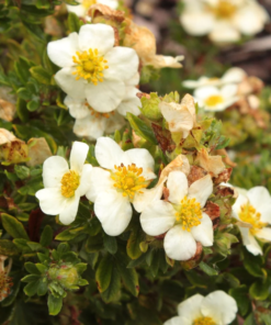 Potentilla fruticosa 'Tillford Cream' - Buskmure 23 cm