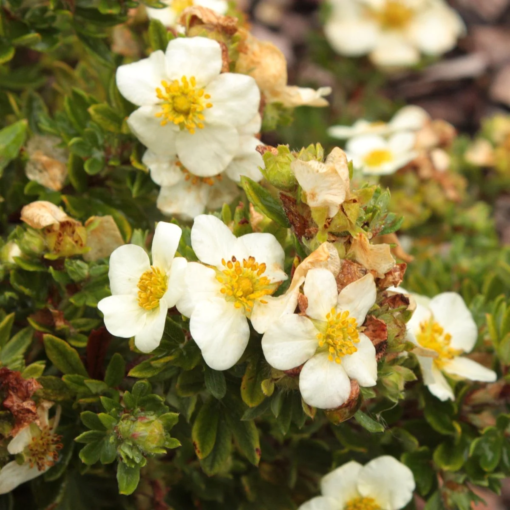 Potentilla fruticosa 'Tillford Cream' - Buskmure 23 cm