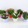 Osteospermum - Spanske Margeritter 19 cm