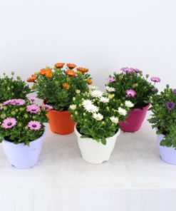 Osteospermum - Spanske Margeritter 19 cm