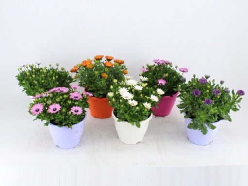 Osteospermum - Spanske Margeritter 19 cm