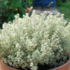 Thymus 'Silver Queen' - Timian 17 cm