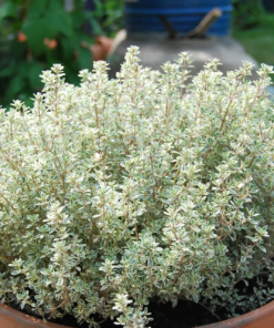 Thymus 'Silver Queen' - Timian 17 cm