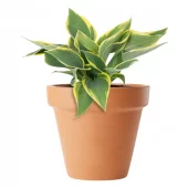 Hosta - Bladlilje 17 cm