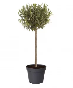 Olea europaea - Oliven 19 cm oppstammet