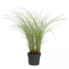 Gress mix 17 cm