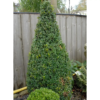 Buxus Sempervirens - Europabuksbom Pyramide XL 100+, 32 cm