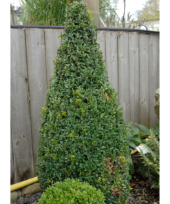 Buxus Sempervirens - Europabuksbom Pyramide XL 100+, 32 cm