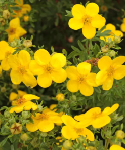 Potentilla fruticosa ´Goldfinger' - Buskmure 17 cm