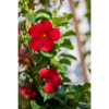 Mandevilla 'Red Velvet'  - Ynde 24 cm