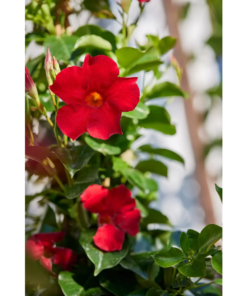 Mandevilla 'Red Velvet'  - Ynde 24 cm