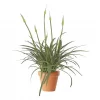 Agapanthus - Afrikalilje 21 cm