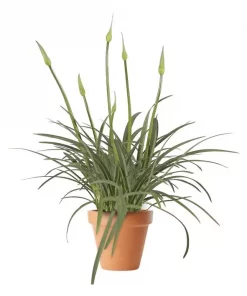 Agapanthus - Afrikalilje 21 cm