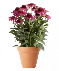 Echinacea purpurea - Solhatt 19 cm