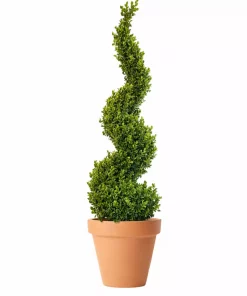 Buxus Sempervirens - Europabuksbom 23 cm spiral