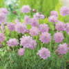 Scabiosa columbaria 'Pink Mist' - Bakkeknap 17 cm