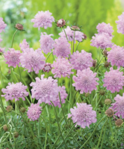 Scabiosa columbaria 'Pink Mist' - Bakkeknap 17 cm