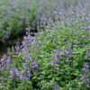 Nepeta x faas. 'Walker's Low' 17 cm