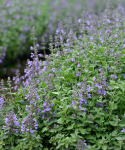 Nepeta x faas. 'Walker's Low' 17 cm