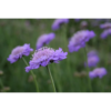 Scabiosa columbaria 'Butterfly Blue' - Bakkeknapp 17 cm