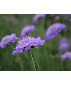 Scabiosa columbaria 'Butterfly Blue' - Bakkeknapp 17 cm